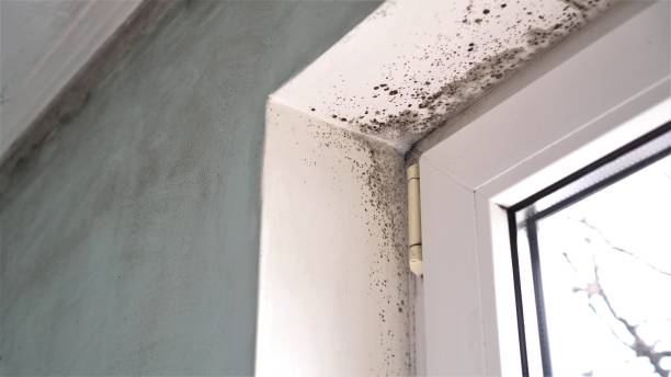 Best DIY Mold Remediation Support Services in Wilmer, TX