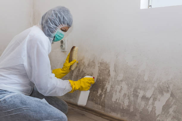 Best Health and Safety Mold Remediation in Wilmer, TX